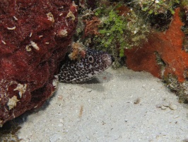 070 Spotted Moray IMG 5206
